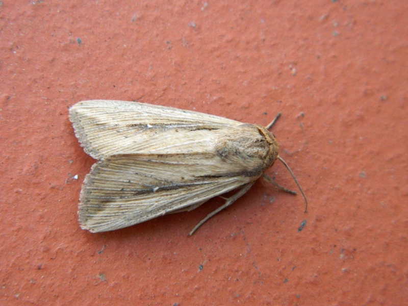 Mythimna o Leucania? -Leucania loreyi